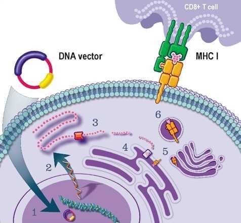 DNA免疫生产抗体服务