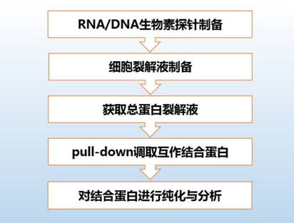 RNA/DNA Pull down工作原理