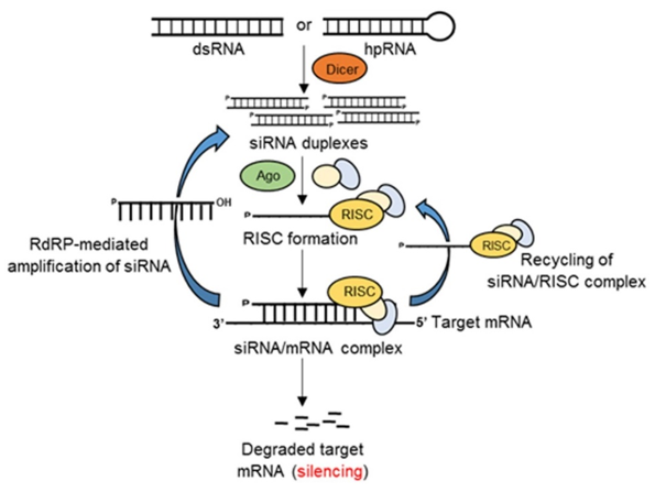 真核生物中RNAi介导的基因沉默