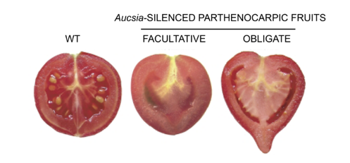 RNAi技术培育无籽番茄