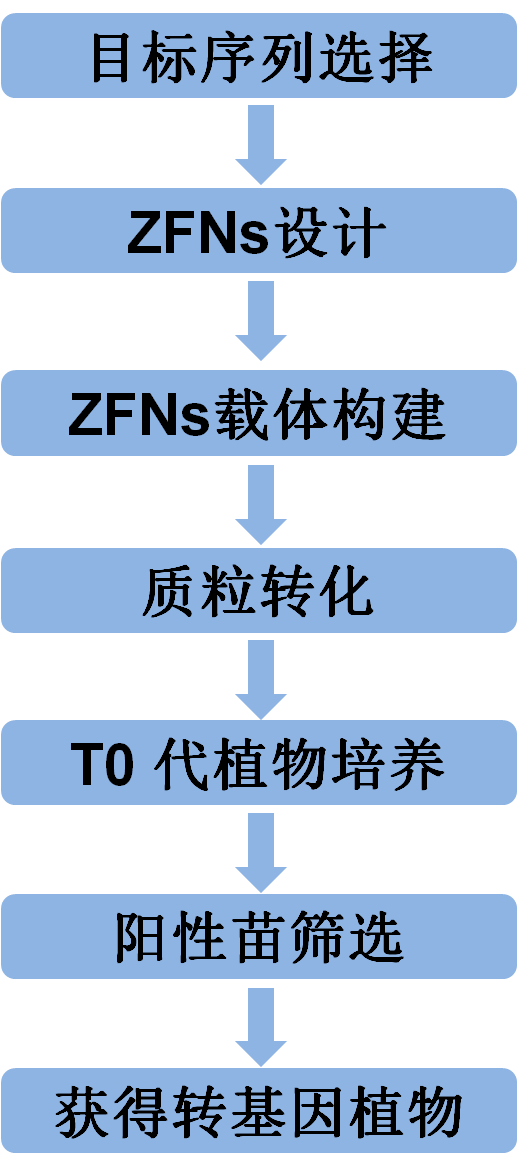 实验流程