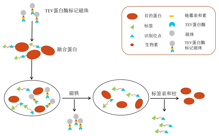 TEV Protease（烟草蚀刻病毒蛋白酶）磁珠
