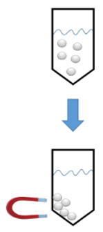 TEV Protease（烟草蚀刻病毒蛋白酶）磁珠