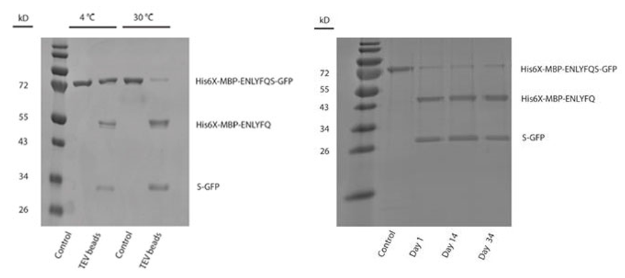 TEV Protease（烟草蚀刻病毒蛋白酶）磁珠