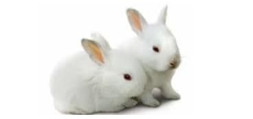 兔单克隆抗体制备