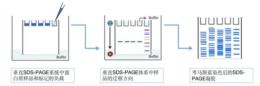 蛋白质样品和色同步蛋白标记物的SDS-PAGE