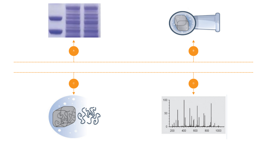 蛋白质鉴定的流程：蛋白质提取、纯化、鉴定