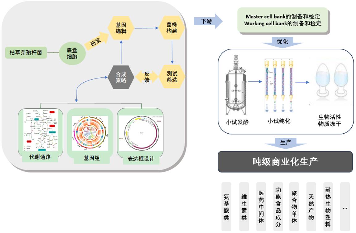 枯草芽孢杆菌发酵生产