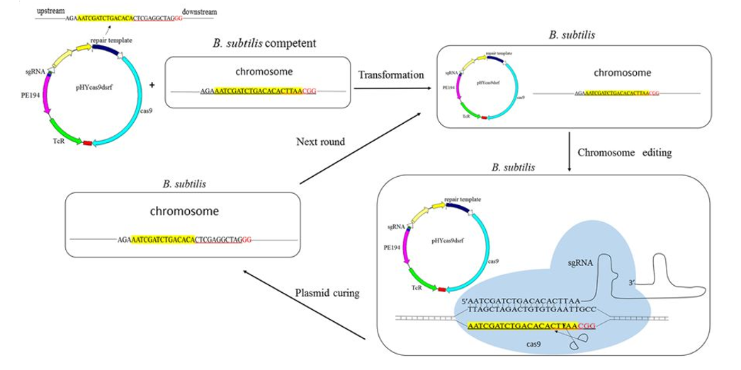 枯草芽孢杆菌基因组编辑