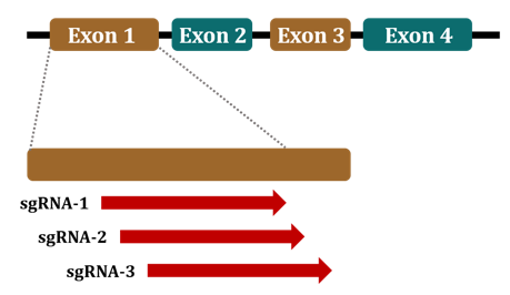  sgRNA设计示意图。