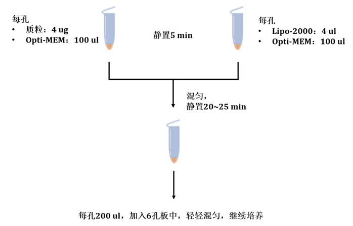  细胞转染示意图。