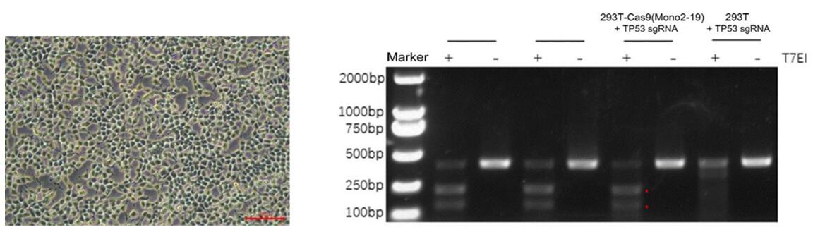 HEK293T-SpCas9细胞系T7EI检测结果