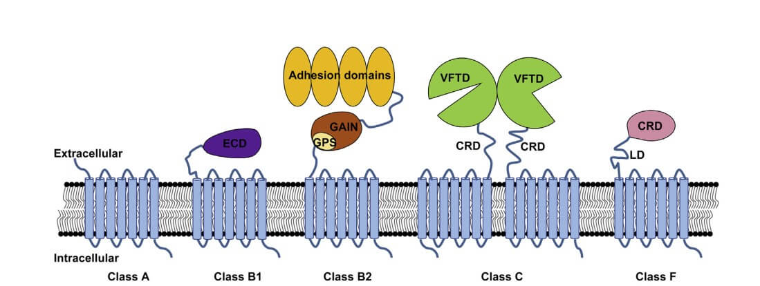 GPCR稳定细胞系