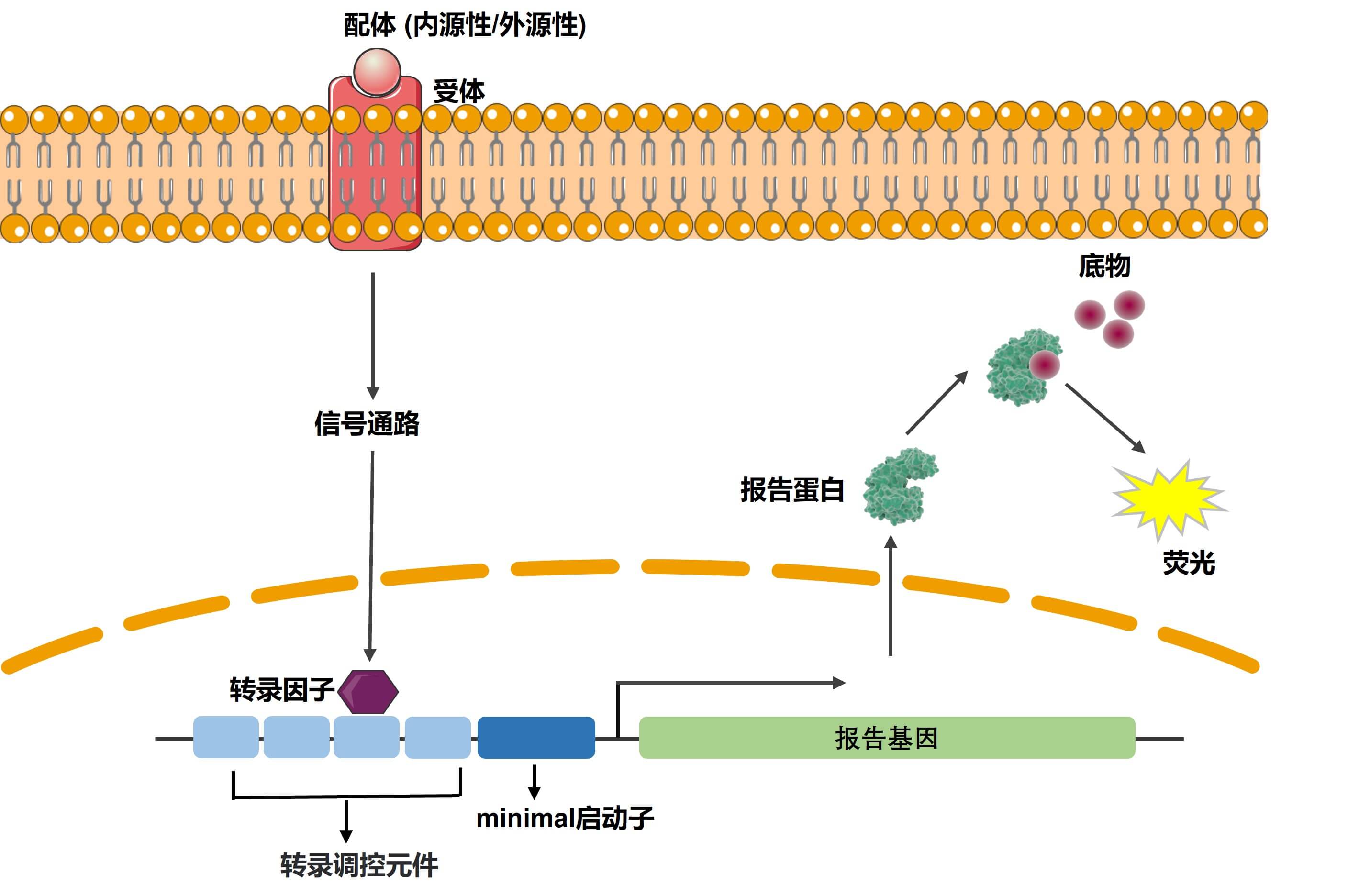 荧光蛋白报告细胞系