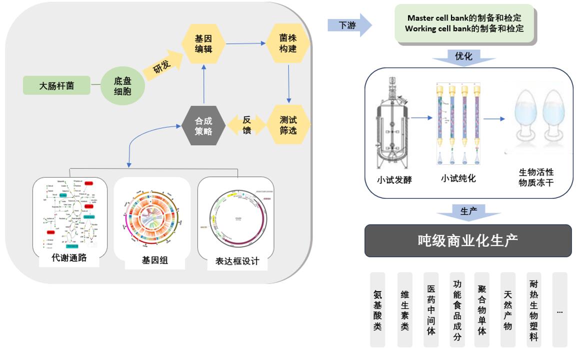 大肠杆菌工程菌商业化生产目标产物