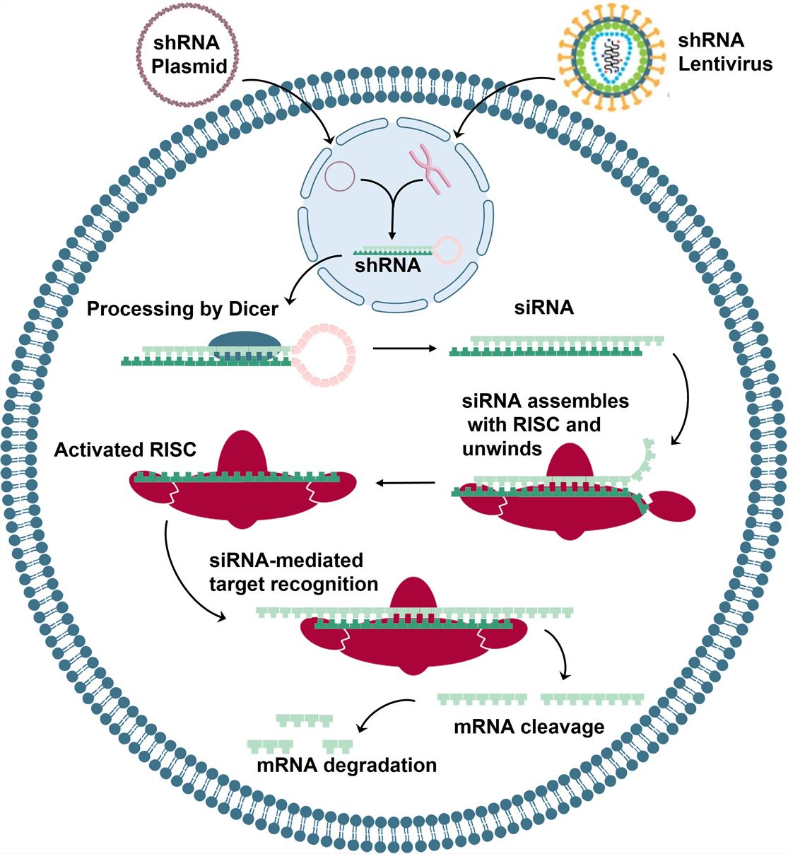 内源性miRNA的产生及其调控基因表达的机制