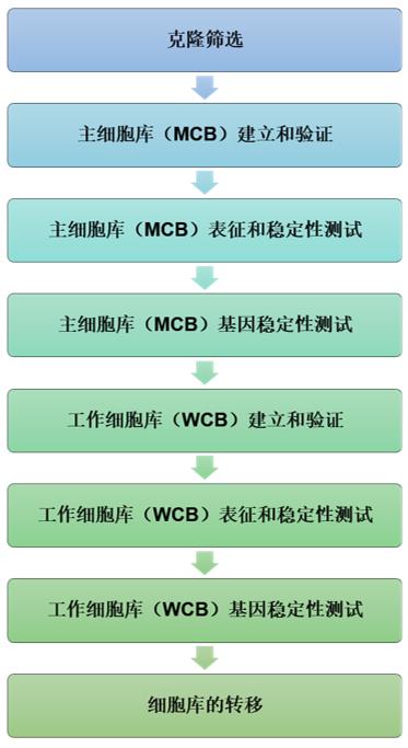 GMP蛋白稳转细胞系开发服务