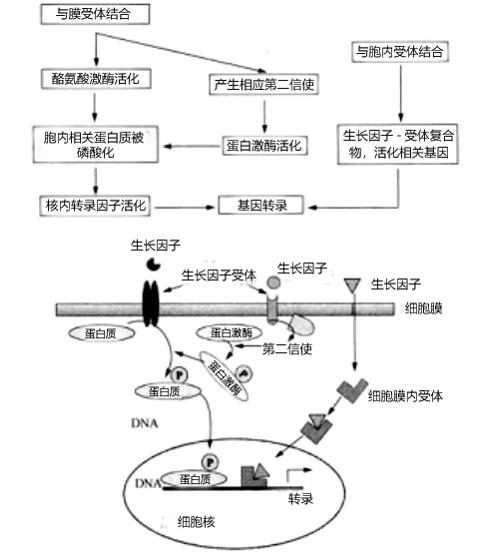  生长因子作用机制图示