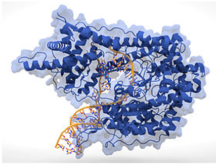 T7 RNA聚合酶的蛋白结构 