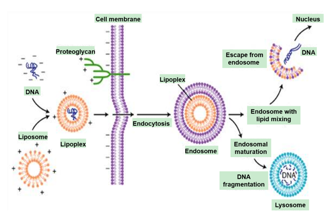 脂质体介导的转染和细胞内吞
