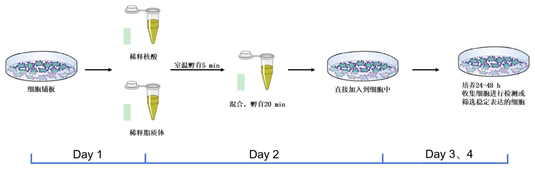 细胞转染流程示意图