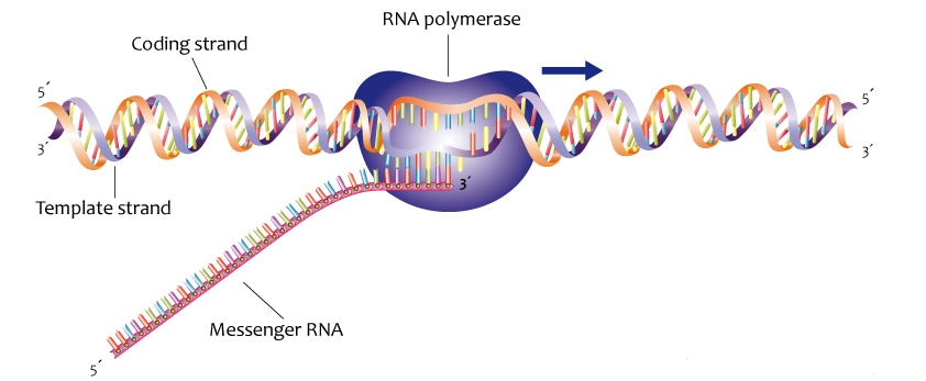 mRNA