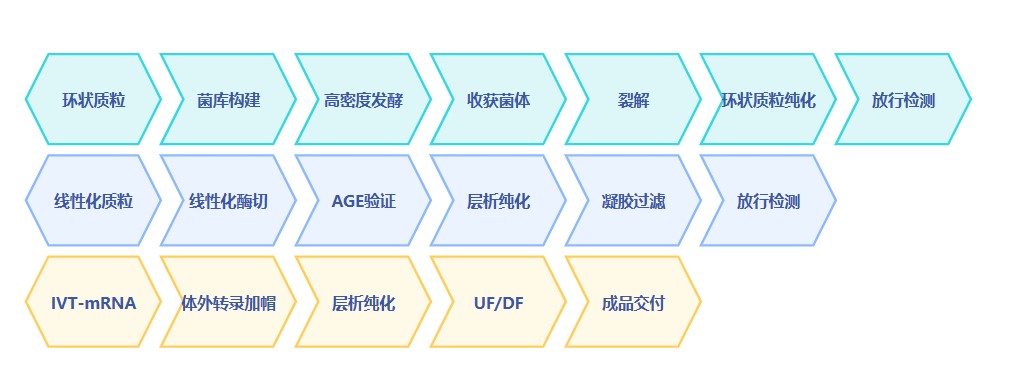GMP mRNA生产