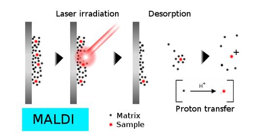  基质辅助激光解吸电离
