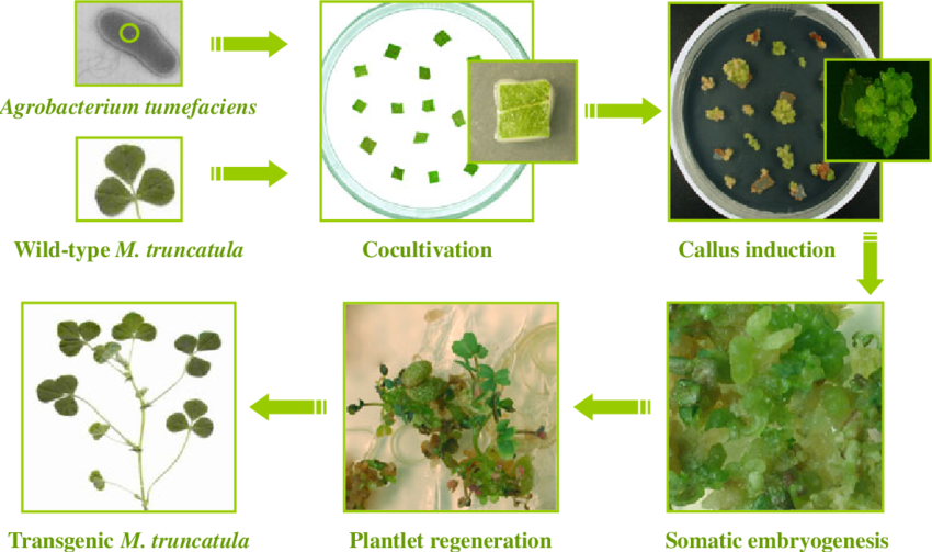 农杆菌介导的蒺藜苜蓿叶外植体转化