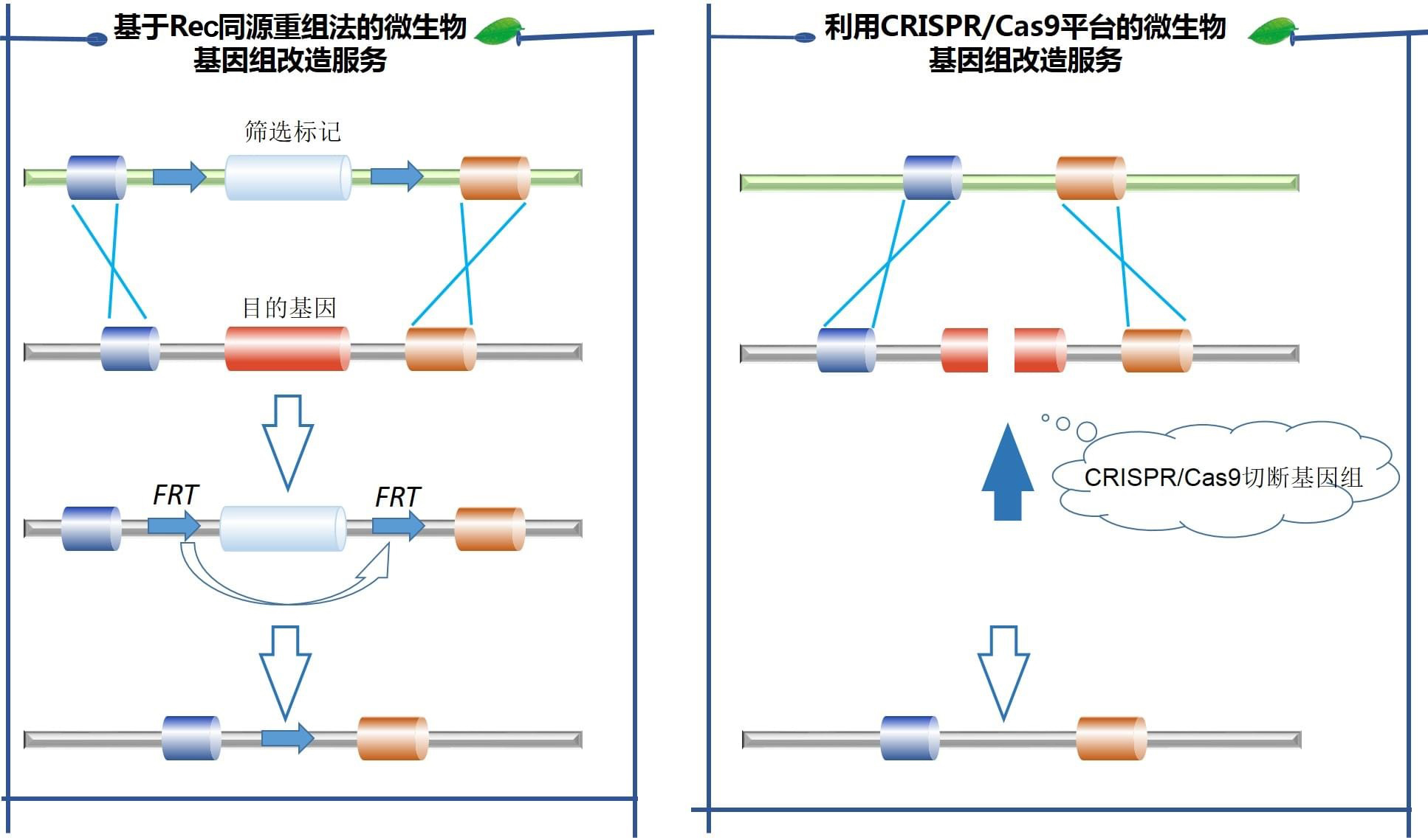 基于Rec同源重组法的微生物基因组改造服务和利用CRISPR/Cas9平台的微生物基因组改造服务 