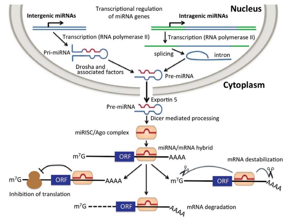 内源性miRNA的产生及其调控基因表达的机制