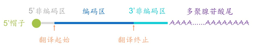 mRNA的基本元件