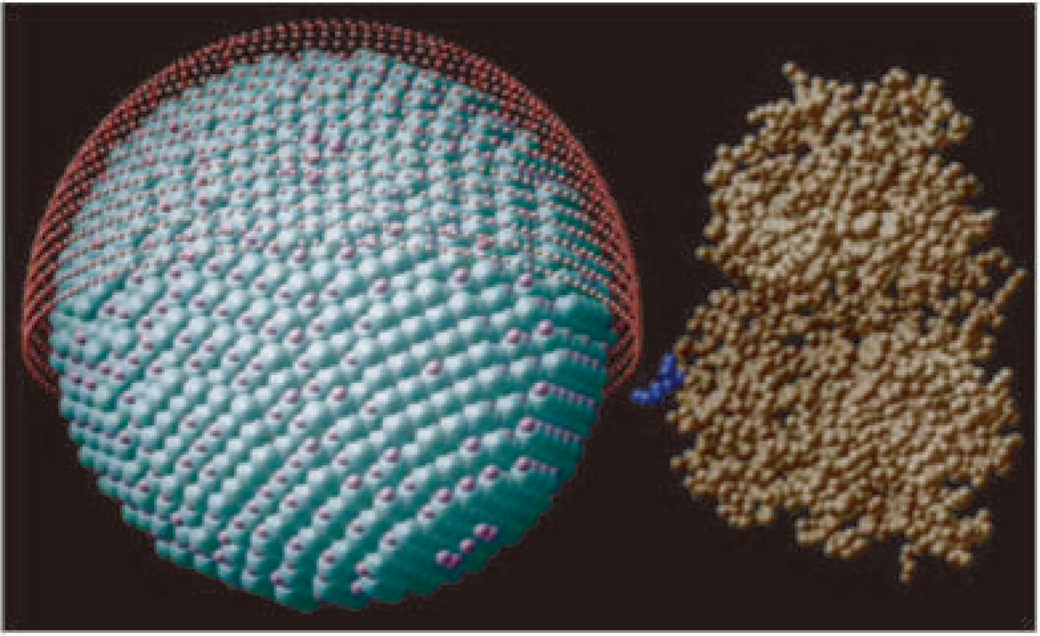 量子点与麦芽糖结合蛋白（MBP）大小比较