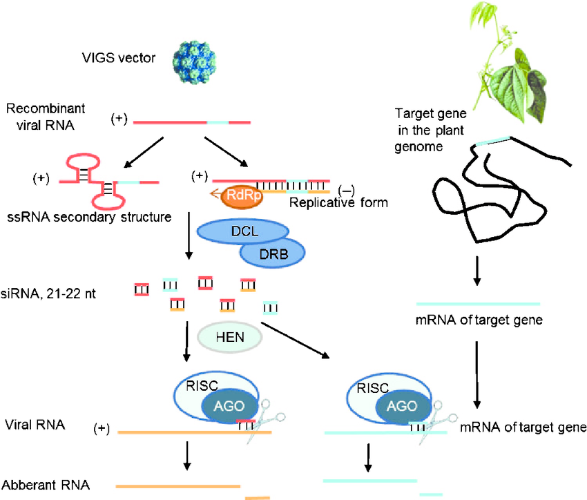病毒诱导的植物基因沉默详解