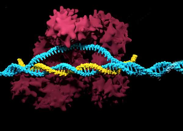 CRISPR/CAS9基因编辑