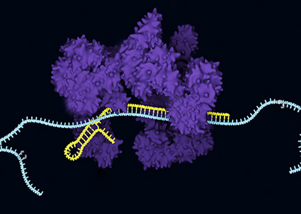 CRISPR单碱基编辑