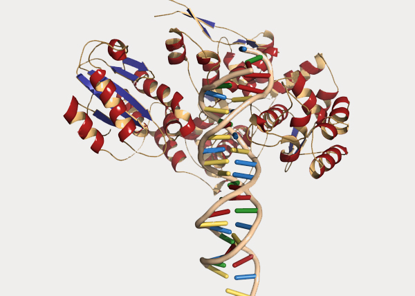 类转录激活因子效应物核酸酶（TALENs）基因编辑