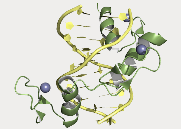  锌指核酸酶（ZFNs）基因编辑
