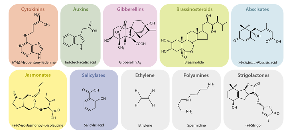 植物激素类型（Novák et al., 2017）.jpg