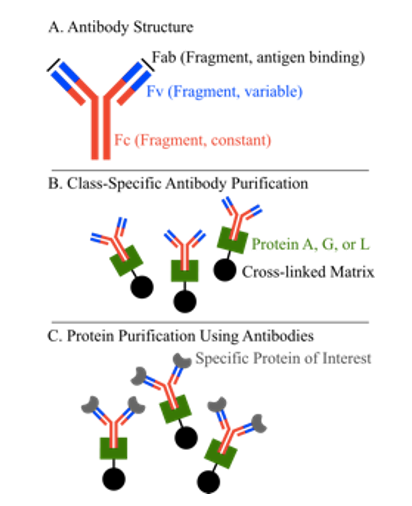 利用蛋白A、G、L进行亲和层析的原理示意图