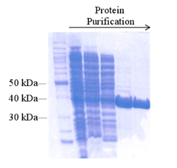  SDS-PAGE