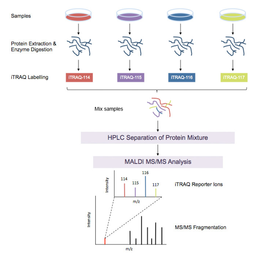 非靶向蛋白组学定量技术: SILAC, iTRAQ, TMT