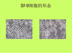 杆状病毒-昆虫细胞表达系统