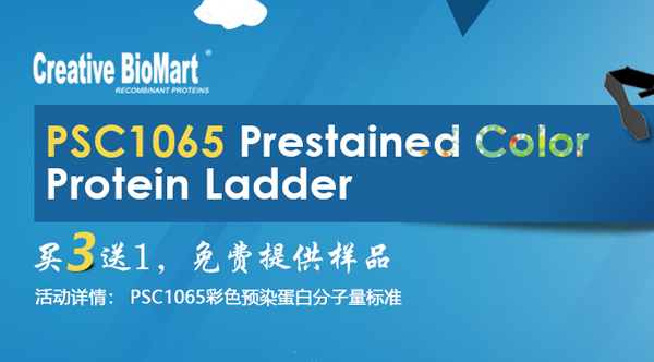 psc1065 prestained color protein ladder
