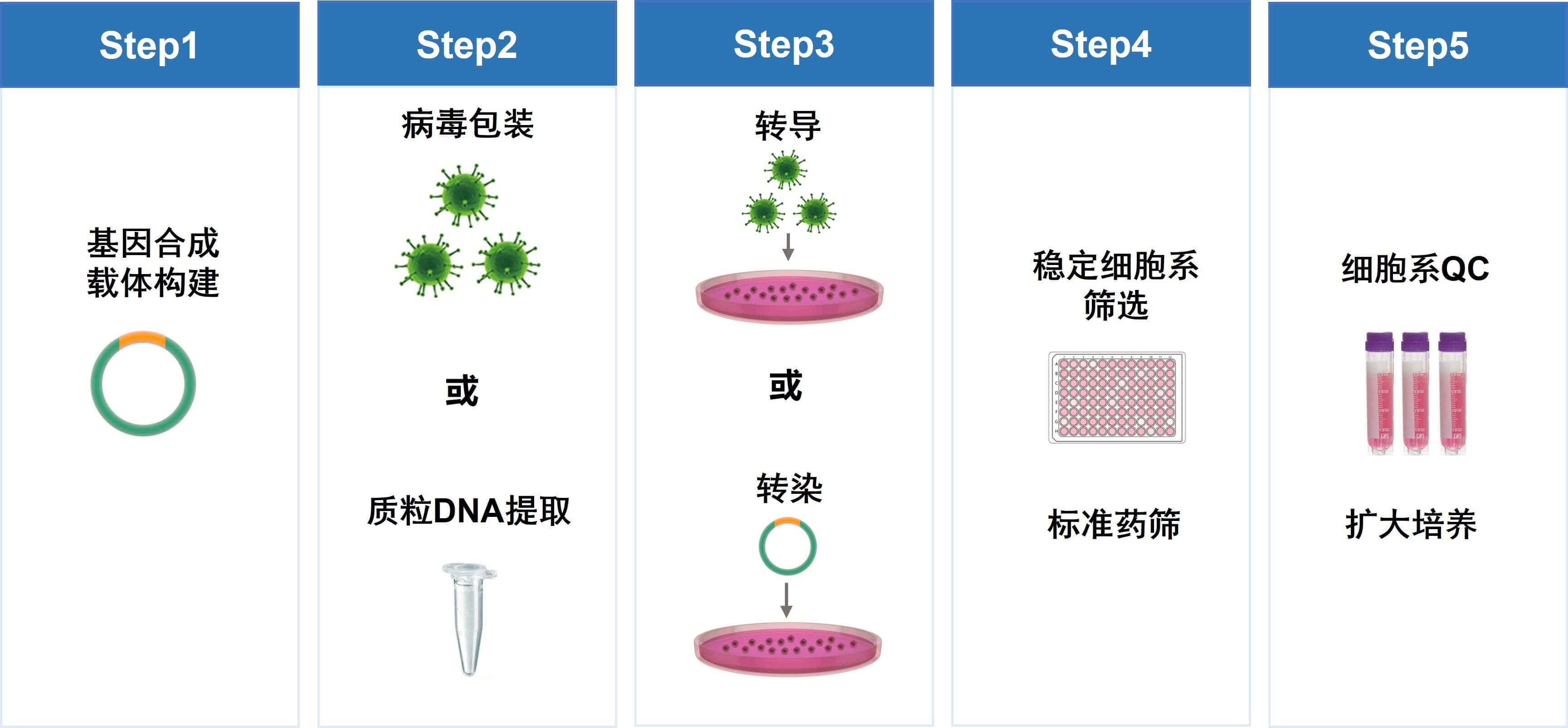 细胞系构建技术流程