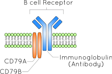 B细胞抗原受体