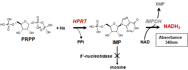 黄嘌呤-磷酸核糖转移酶催化嘌呤碱基同磷酸核糖焦磷酸盐 