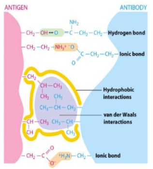 抗原抗体分子间相互作用的四种类型