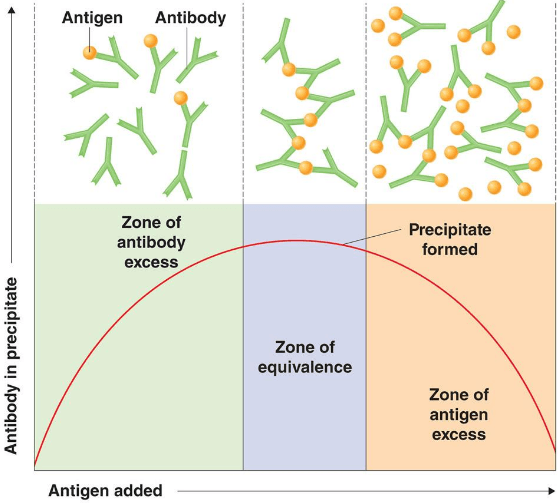 抗原抗体的分子比对抗原抗体形成免疫复合物的影响
