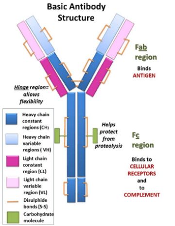 抗体的基本结构